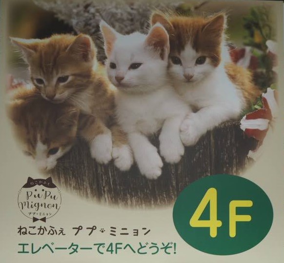 ねこかふぇ ププミニョン 横須賀商工会議所の会員さん向けの 会員優待割